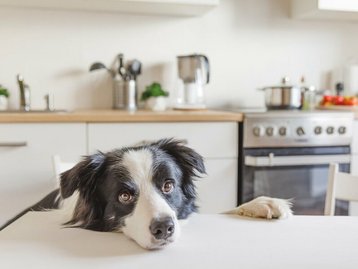 kueche-haustiere-haus-kochen-essen-07 Hund