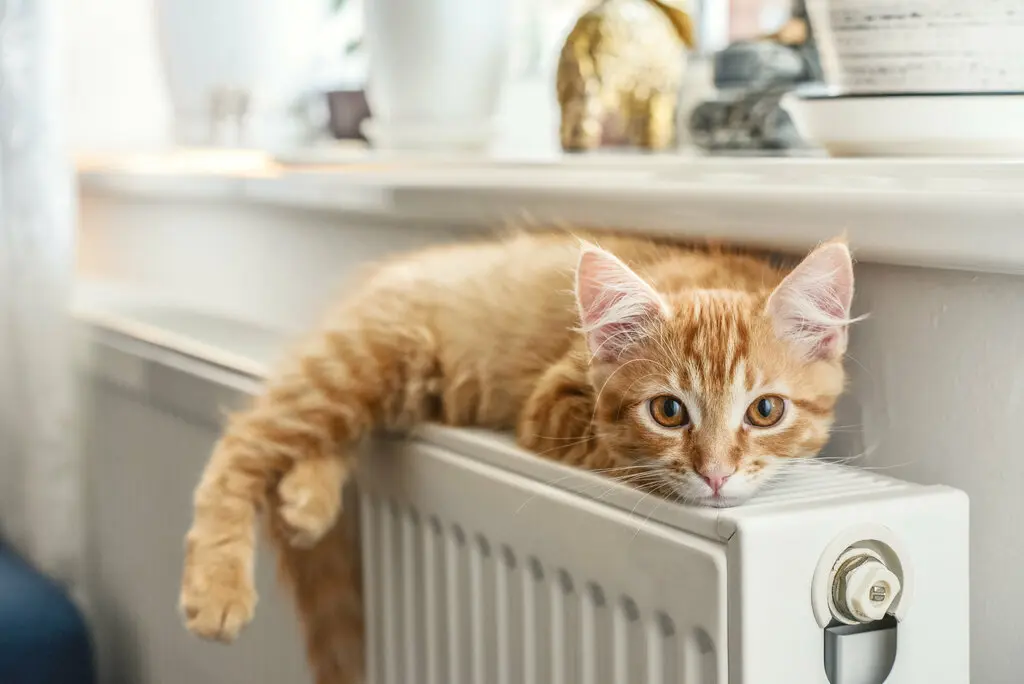 wohnen-wohnung-haus-katze-heizung Katze auf Heizung